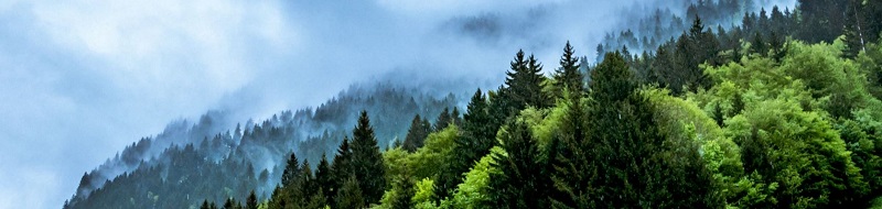 Jedermannsrecht wald
