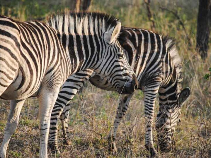 Suedafrika Krueger National Park Zebra