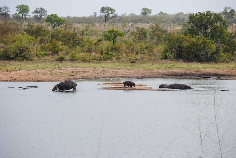 Suedafrika Krueger National Park Hippos