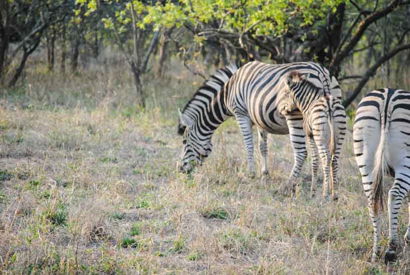 Suedafrika Krueger National Park Zebras