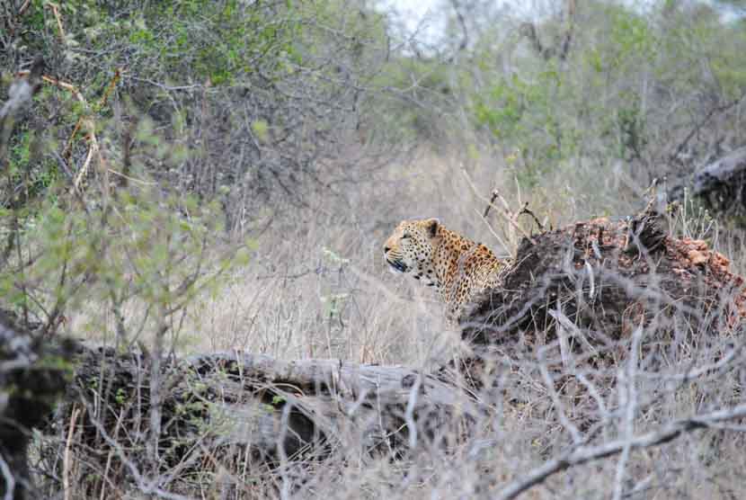 Suedafrika Krueger National Park Leopard