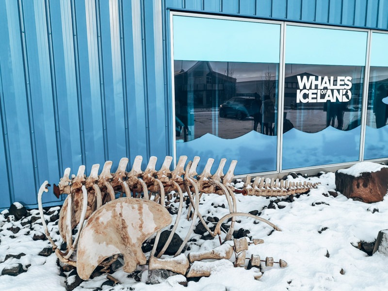Reykjavik Wal Museum