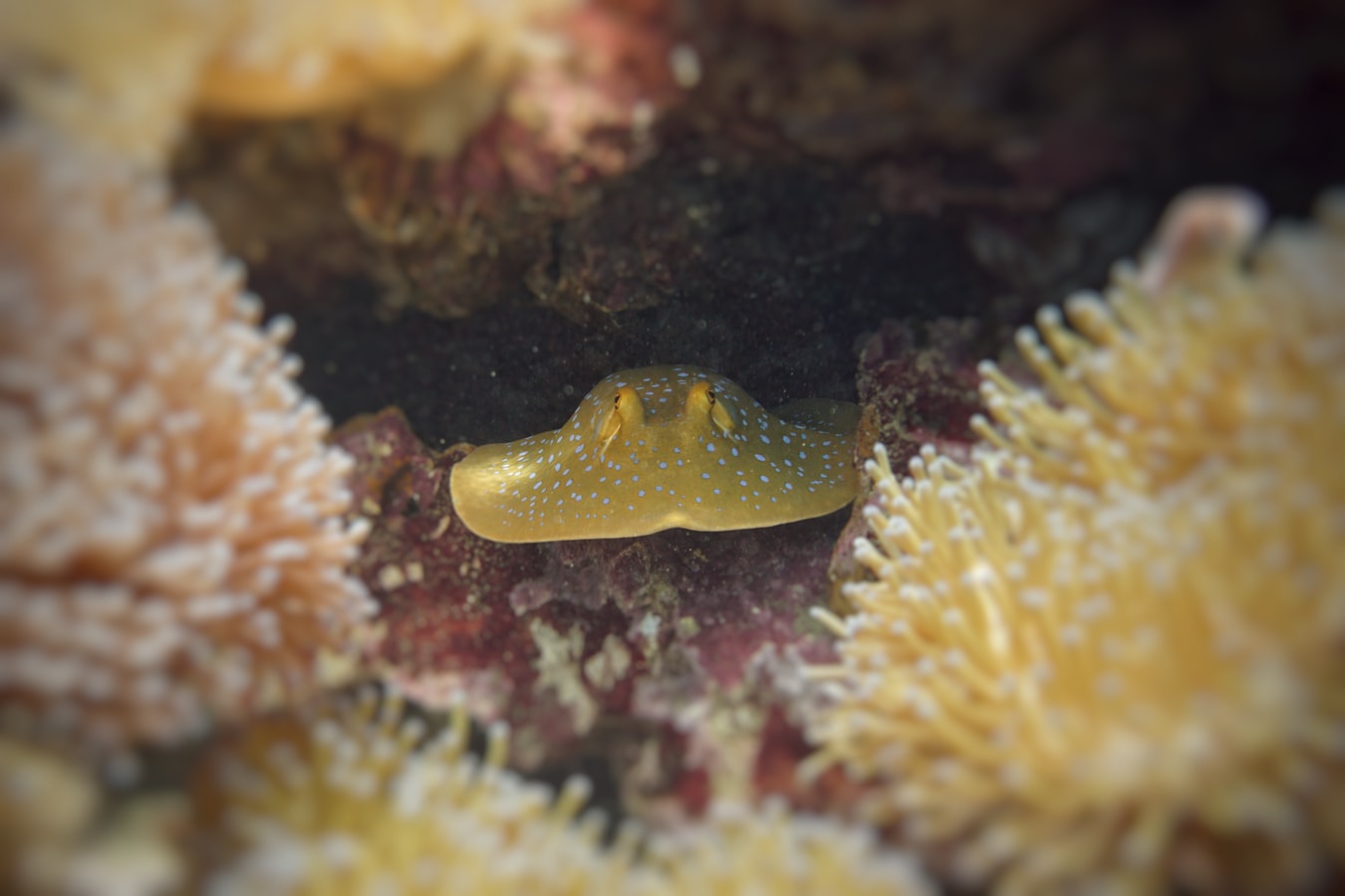 koh tao tauchen