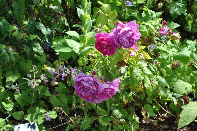 Botanical Garden Edinburgh Blumen