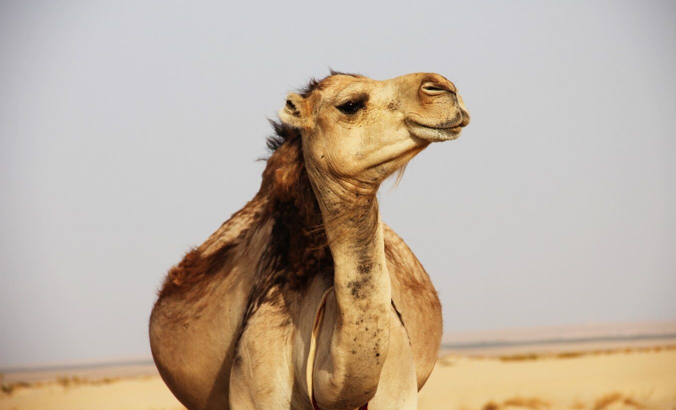 Djerba