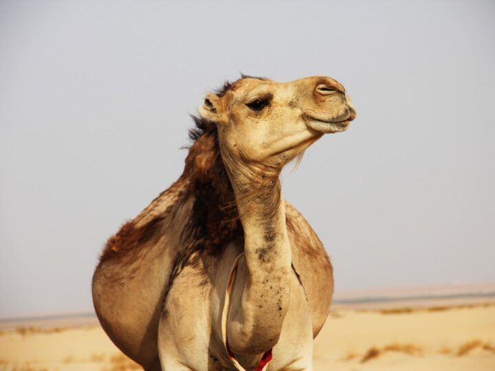Djerba